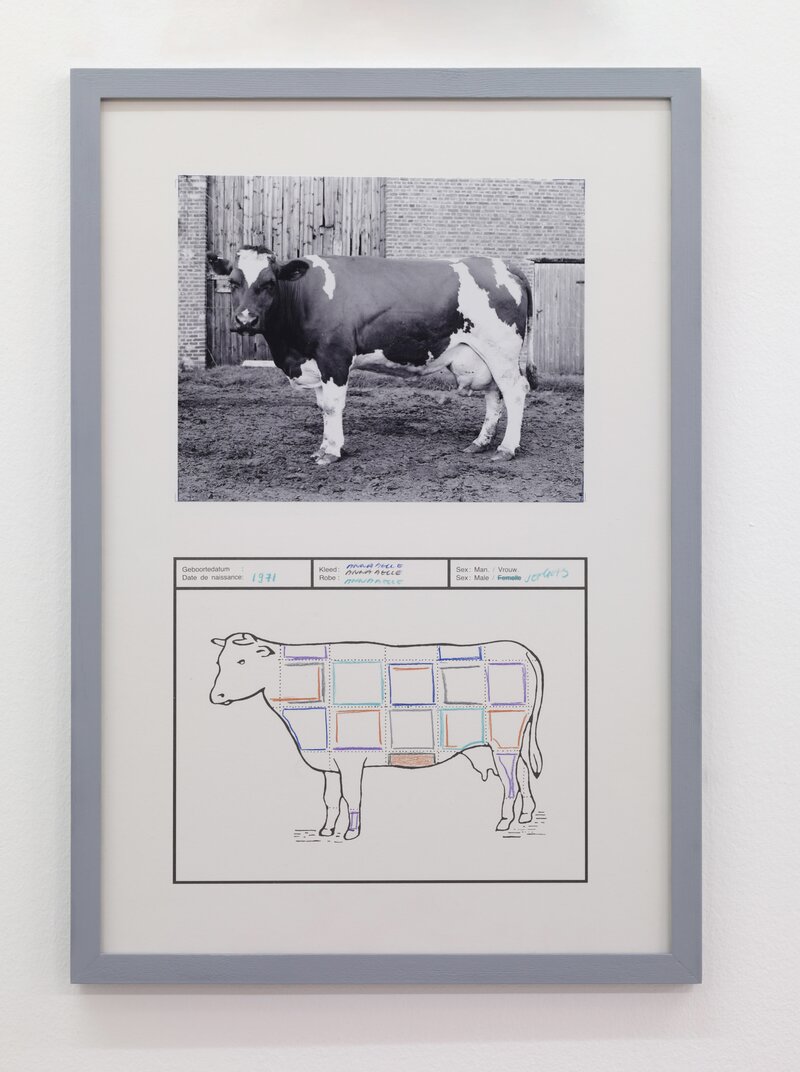 Jef Geys
*Passeport de vache (Anabelle)*
1965-2014
b&w c-print mounted on offset print, color pencil
67 x 46 cm / 26.4 x 18 in